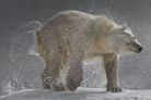Белый медведь, Шпицберген 2012